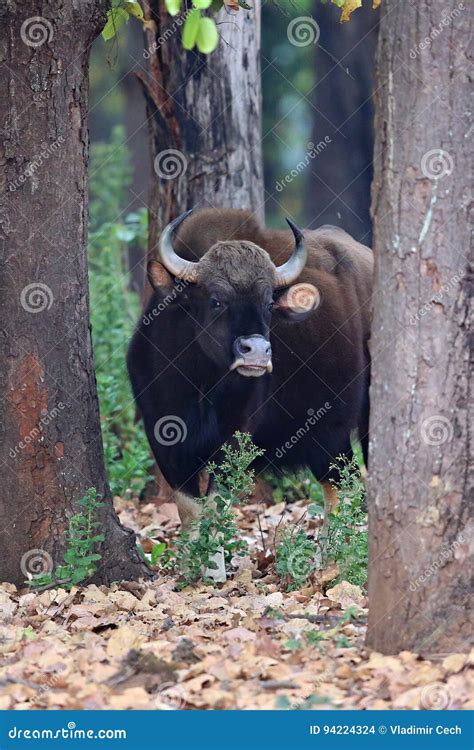 Indian Gaur in the Nature Habitat in India Stock Photo - Image of horn, closeup: 94224324