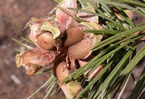 How to Harvest Your Own Pine Nuts in the Wild - Primal Survivor