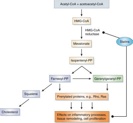 Multiple effects of HMG-CoA reductase inhibitors (statins) besides their lipid-lowering function ...