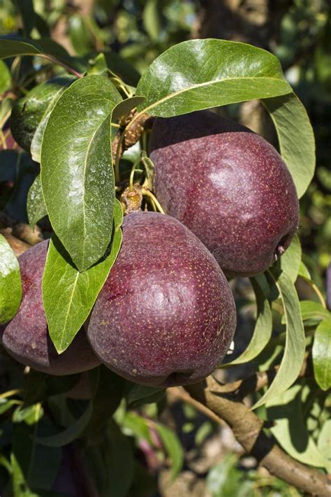 Purple Pears in an Orchard stock image. Image of closeup - 21241875