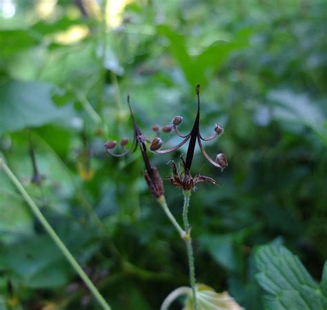 Spotted Geranium — Geranium maculatum | Nomad Seed Project