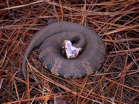 Cottonmouth Snake's Characteristics, Diet & Habitat | Study.com