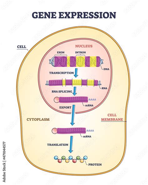 Gene expression stages with transcription, RNA splicing and export to translation outline ...