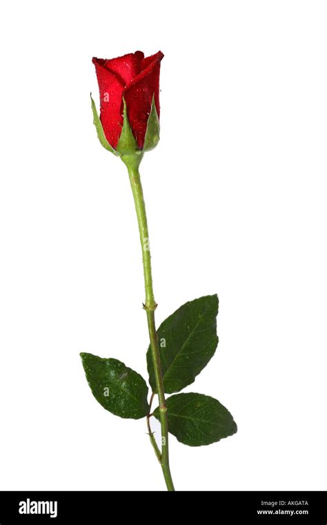 Single Long Stem Red Rose Stock Photo - Alamy