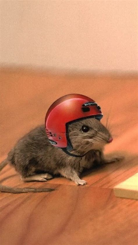 Cute mouse with helmet! | Hamster, Cascadas