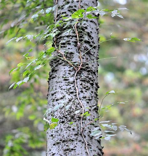 Celtis occidentalis (American Hackberry, Beaverwood, Common Hackberry, False Elm, Hackberry ...