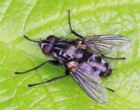 Diptera.info - Discussion Forum: => Rhinomorinia sarcophagina ...