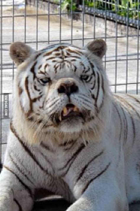 Downs Syndrome Tiger - White Tigers Are Not A Real Species - YouTube : A fascinating look at ...