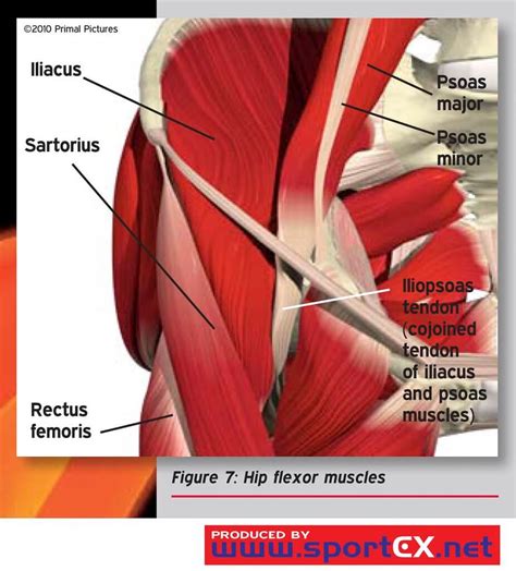 How To Manage A Hip Flexor Strain How To Manage A Hip Flexor Strain