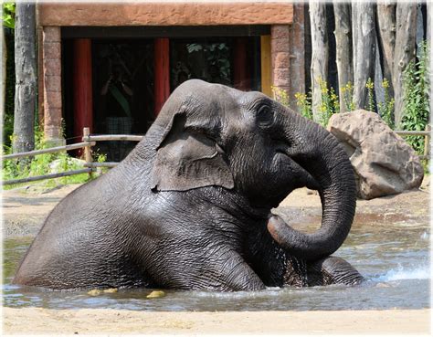 In The Bath Tub With The Elephants 04 Free Stock Photo - Public Domain Pictures