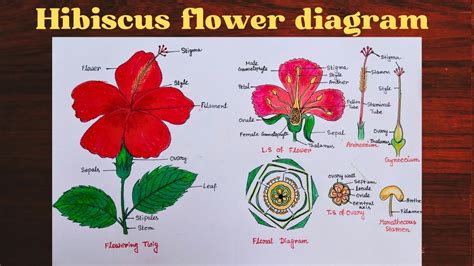 Hibiscus Flower Diagram