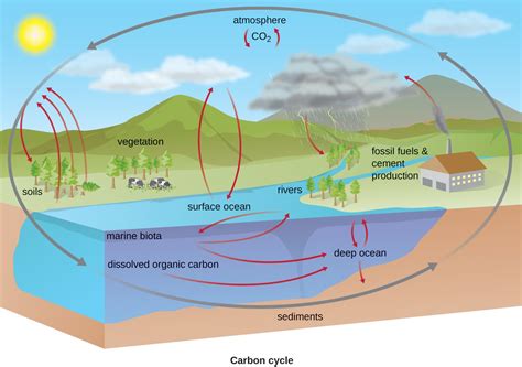 Biogeochemical Cycles | Microbiology