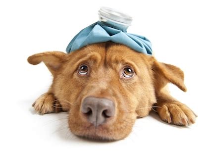 Idiom: Sick As A Dog | MyEnglishGuide.com