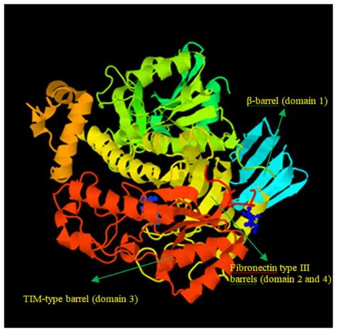 Kinetic and modeling analyses of lactose‑hydrolyzing β‑galactosidase from Lactiplantibacillus ...