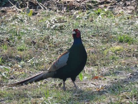 This is a "green pheasant" or "kiji" in Japanese. I took this photo in Japan on march 5 2016 ...