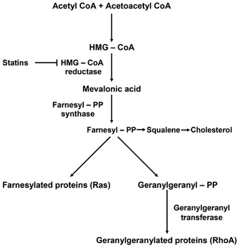 Schematic diagram of the mevalonate pathway. The figure shows the... | Download Scientific Diagram