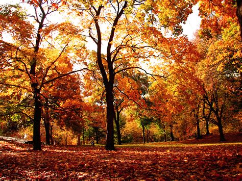 Central Park Fall foliage | Central Park Fall foliage | Flickr