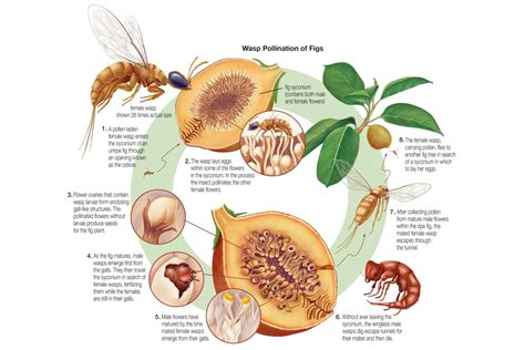 What Is Coevolution? Definition and Examples