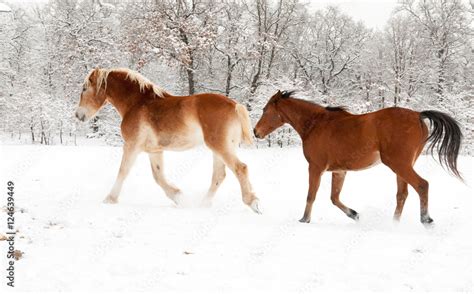 Two horses running in snow on a cold, gray winter day Stock Photo ...