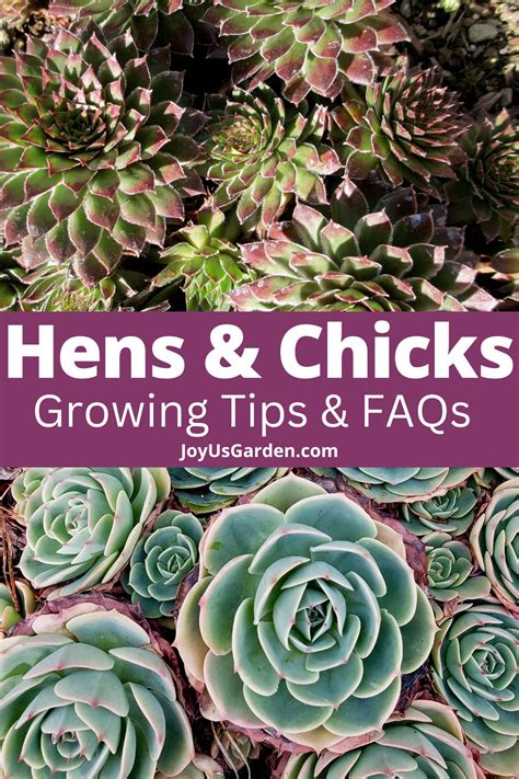 Hens And Chicks: The Succulent That Keeps On Giving