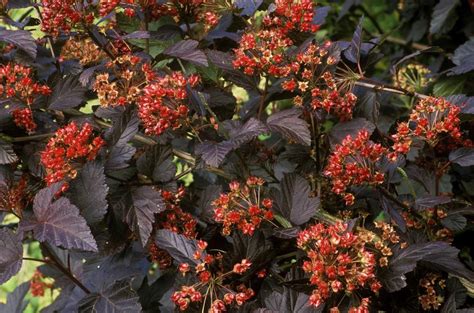 Ninebark Shrub: Care and Growing Guide