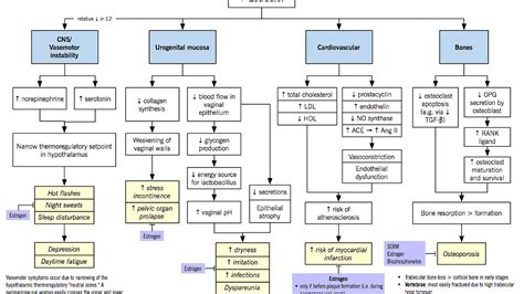 Endometrial Thickening After Menopause - Menopause Choices