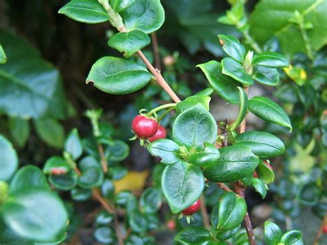 Myrtus ugni (Ugni molinae) Kapow – Chilean guava – The Agroforestry Research Trust