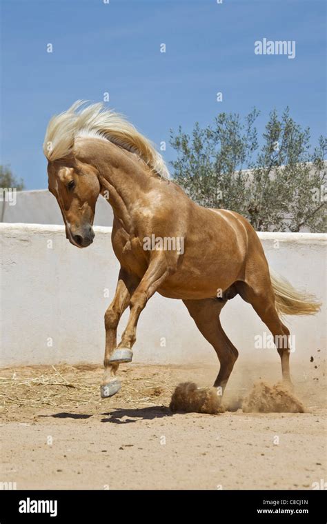 Barb horse - jumping Stock Photo - Alamy