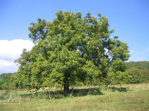 11 Species of Walnut Trees for North American Landscapes