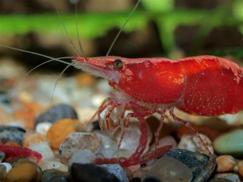 Red Cherry Shrimp Grades | Neocaridina davidi - The Shrimp Farm