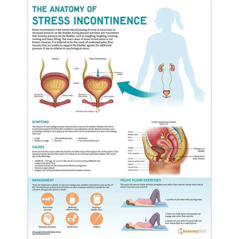 The Anatomy of Stress Incontinence | Urology Chart | Anatomy Stuff