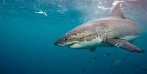 How many shark species are endangered? | GVI | GVI