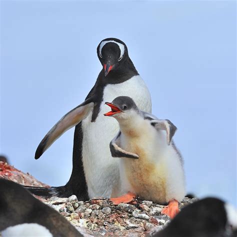 Gentoo Family Fun | Pet birds, Cute animals, Penguins