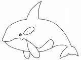 Killer Whale Orca – Coloring Pages sketch template