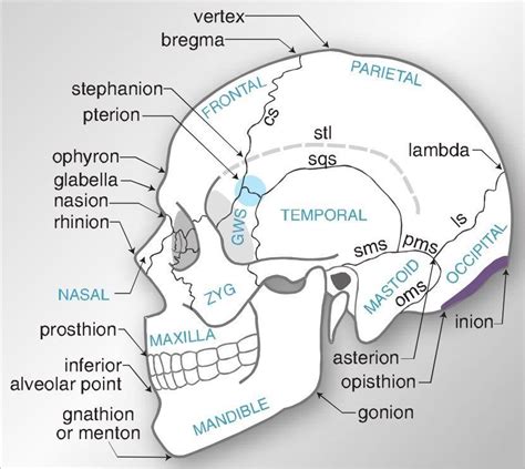 Image result for ophyron | Dental assistant study, Dental hygiene school humor, Dental anatomy