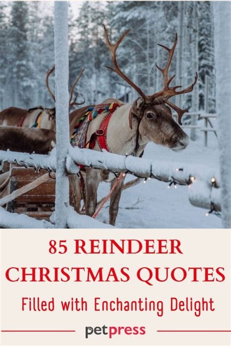 85 Reindeer Christmas Quotes Filled with Enchanting Delight - PetPress