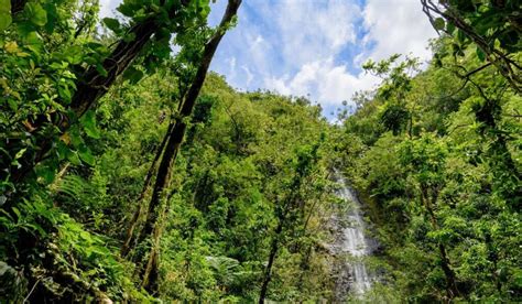 Manoa Falls Hike: Trail Guide And Useful Hiking Tips - Forever Karen