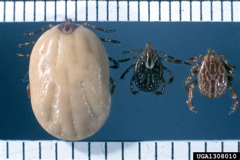 gulf coast tick (Amblyomma maculatum)