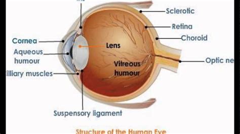 Function Of Iris In Eye - YouTube