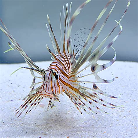 Pterois volitans - Sub Tropical Exotic Paragon