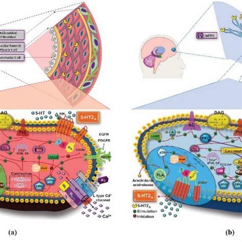 Major functions of presynaptic 5-HT2A receptors (5-HT2A R) at... | Download Scientific Diagram