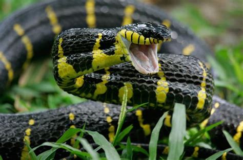 PLANET ANIMALS 2012: Black Snake Florida