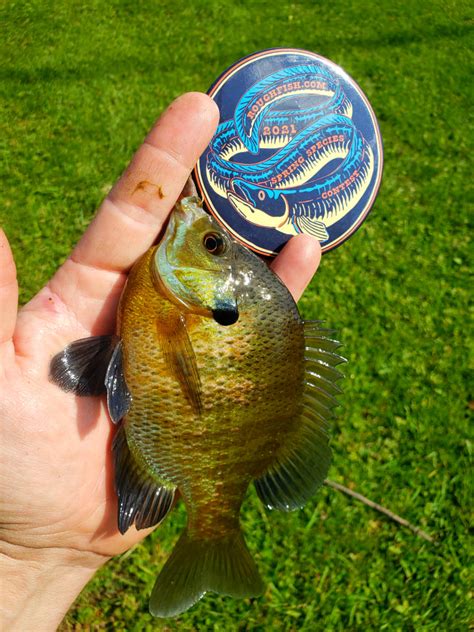 Sunfish, Bluegill | www.roughfish.com