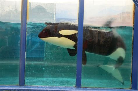 Petition · FREE ORCA MORGAN · Change.org