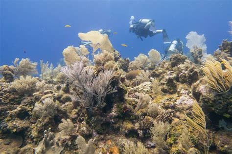 Scuba Diving in the Reefs of Roatan Island, Honduras