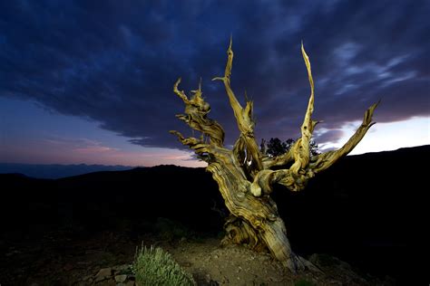 Methuselah, White Mountain, California | Methuselah Tree, Br… | Flickr