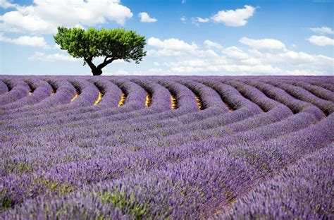 Download Bright Lavender Field Landscape Wallpaper | Wallpapers.com