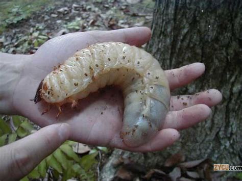 Witchetty grub ~ Detailed Information | Photos | Videos