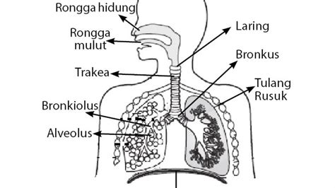 Sistem Pernapasan Beserta Fungsinya - IMAGESEE