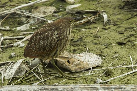 Cinnamon bittern (Ixobrychus cinnamomeus)